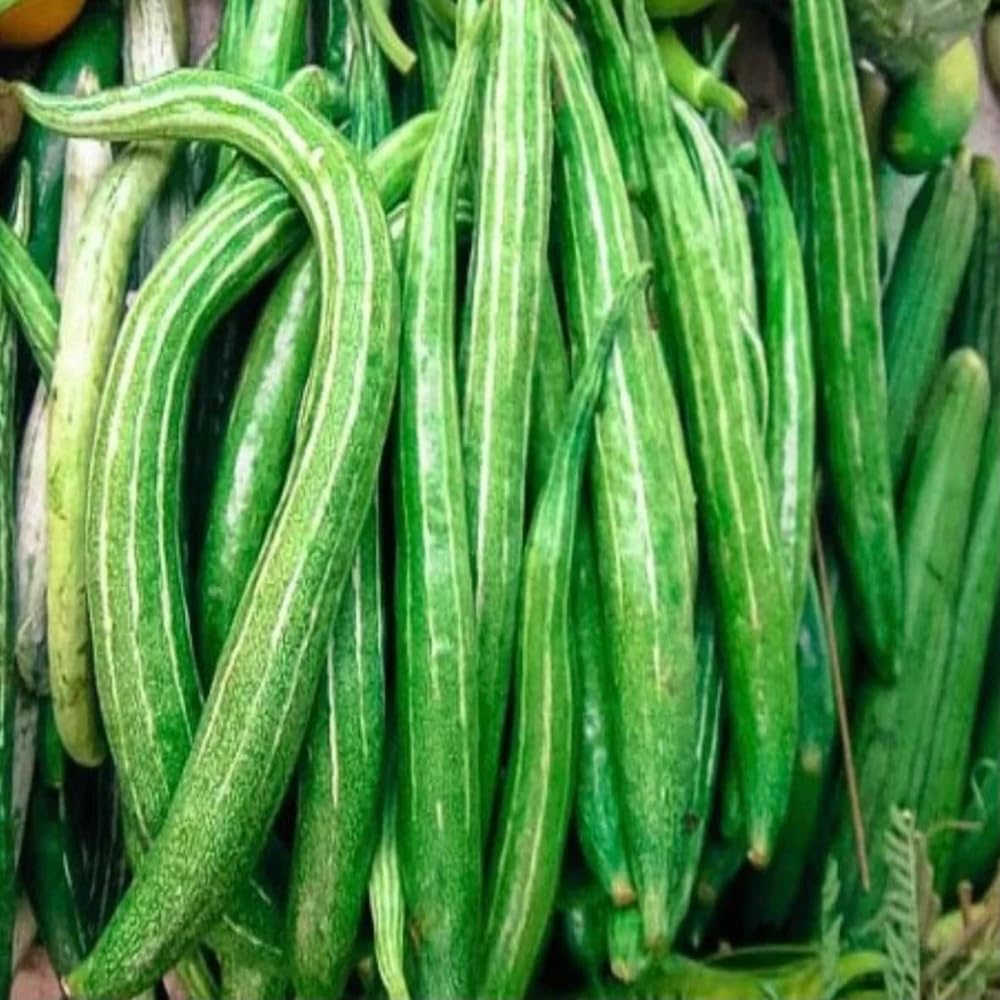 Mixrug vine growth long snake gourd for sturdy trellis supported vines.