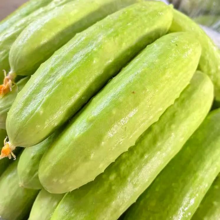 Mixrug White Jade cucumber fruits on trellis ready to harvest around 8 inches