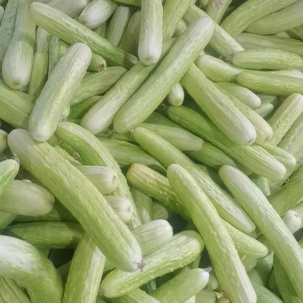 Mixrug White Jade cucumbers fresh from the vine for crisp snacks and salads