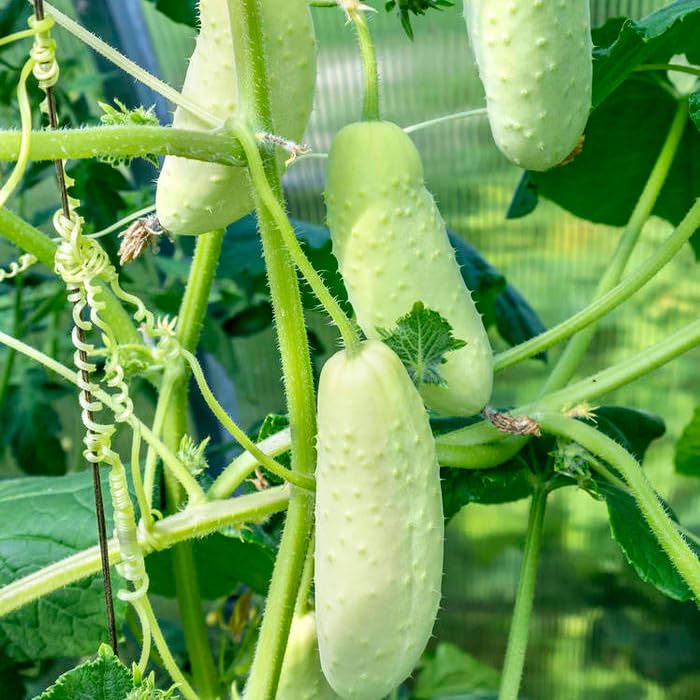 Mixrug White Jade cucumber seeds close-up highlighting non-GMO heirloom quality