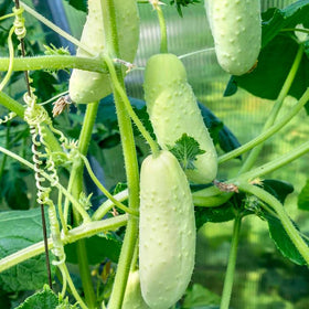 Mixrug White Jade cucumber seeds close-up highlighting non-GMO heirloom quality