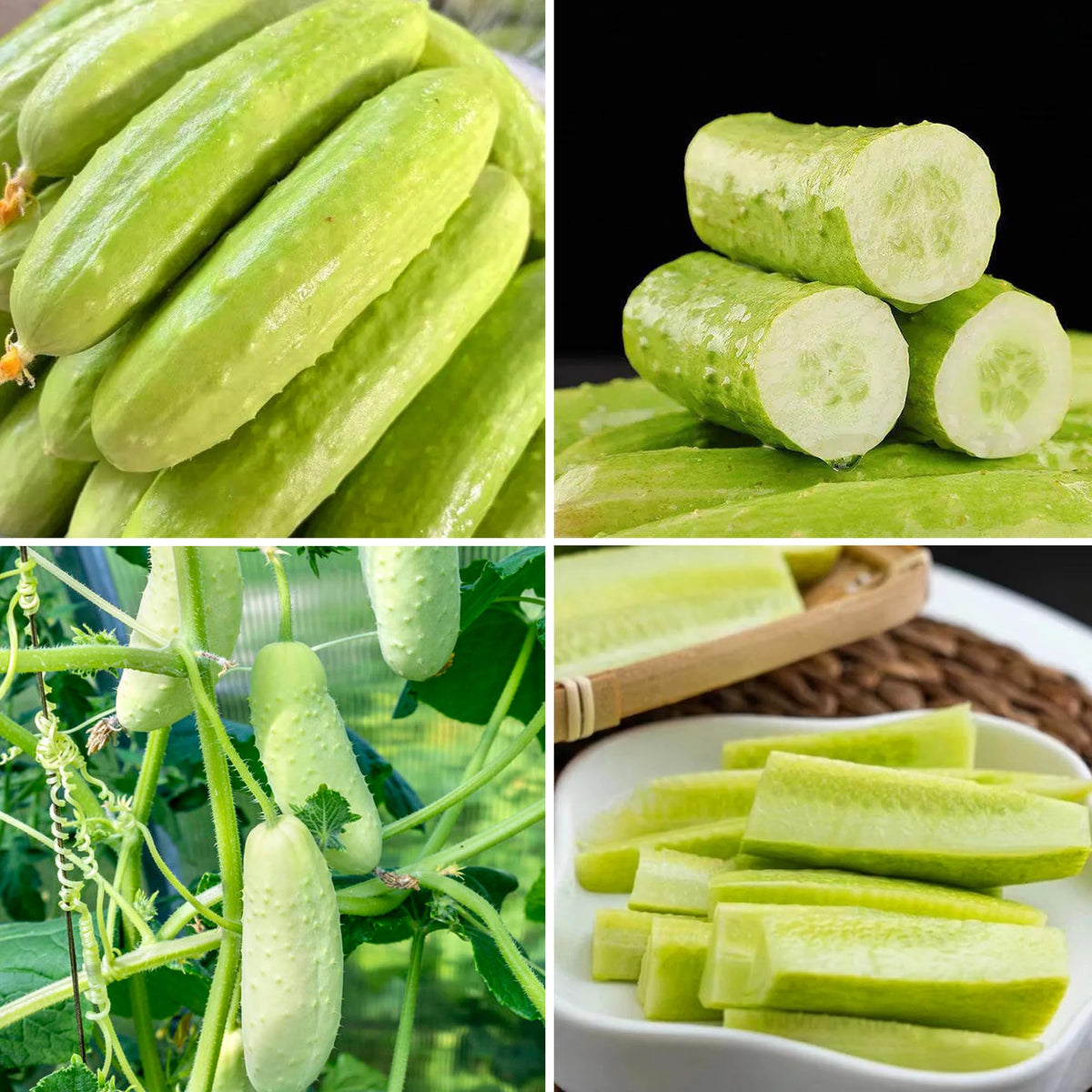 Mixrug White Jade cucumber seeds pack shot for a reliable home harvest