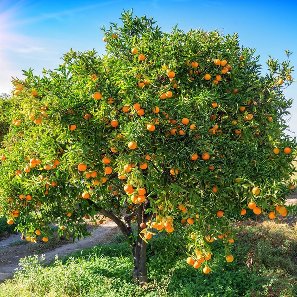 Mixrug winter protection guidance for citrus in cooler zones