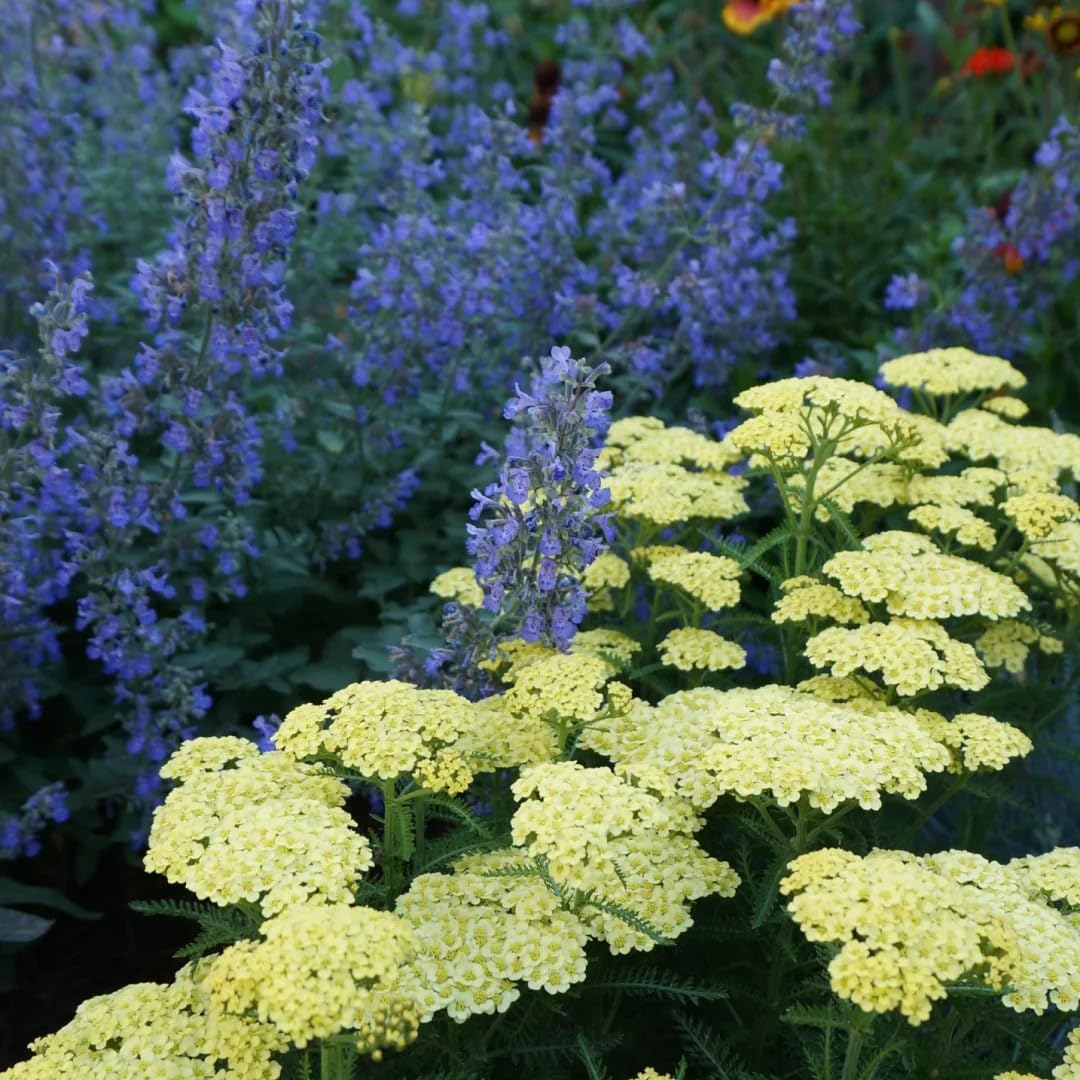 Mixrug yarrow’s sweet fragrance enhances a sensory garden during sunny days.