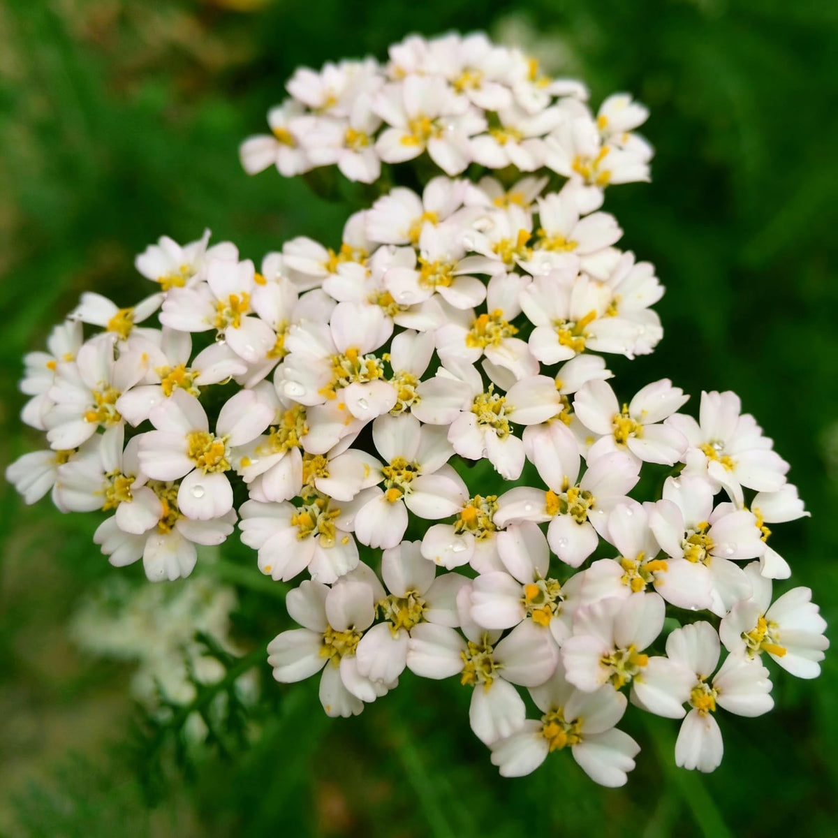Mixrug yarrow flowers attract pollinators with fragrant blooms in the outdoor space.