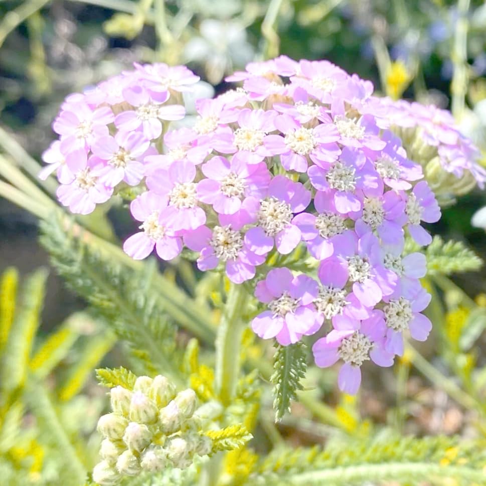 Mixrug yarrow seeds sowing in garden bed with direct light helps germination process.