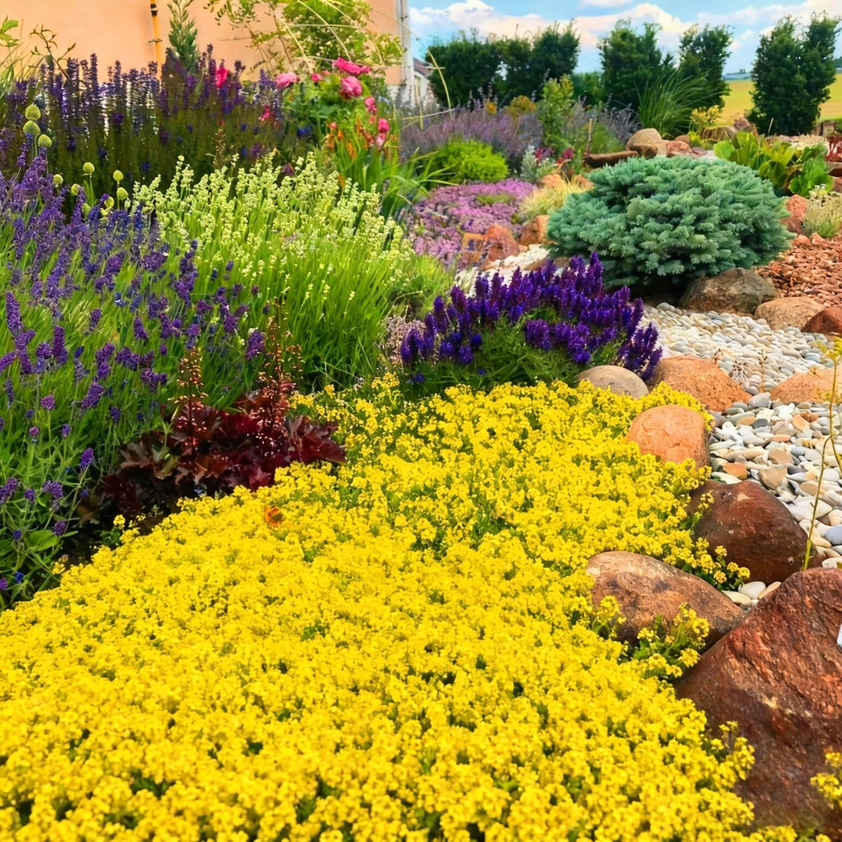 Bees visiting Mixrug Yellow Creeping Thyme blooms in the garden.