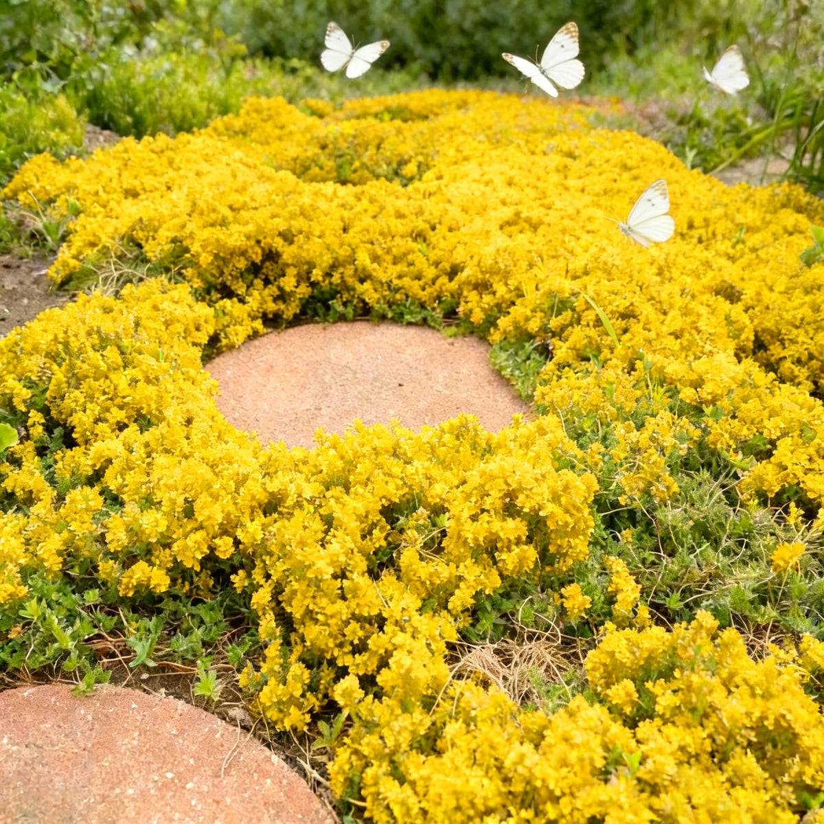 Closeup of Mixrug Thyme garden bed showing dense coverage.