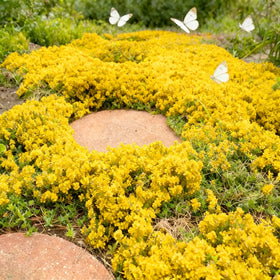 Closeup of Mixrug Thyme garden bed showing dense coverage.