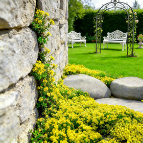 Mixrug Yellow Creeping Thyme creates dense coverage along a pathway.