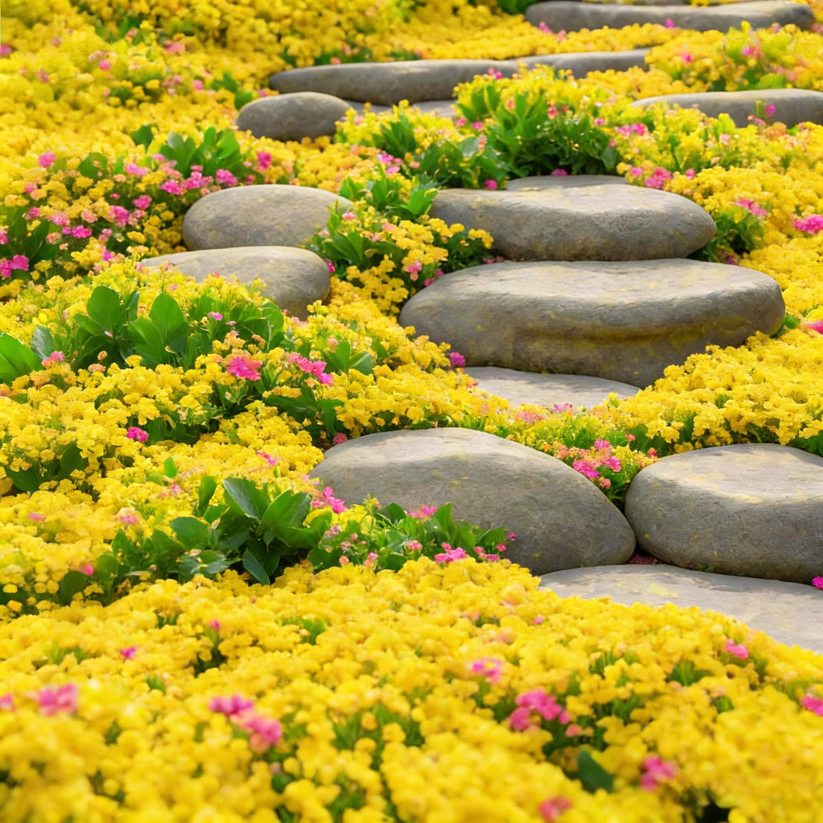 Sunlit garden scene with Mixrug Yellow Creeping Thyme.