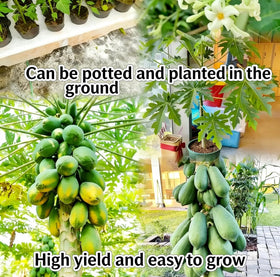 Mixrug young papaya tree bearing small fruit in a compact outdoor setup.