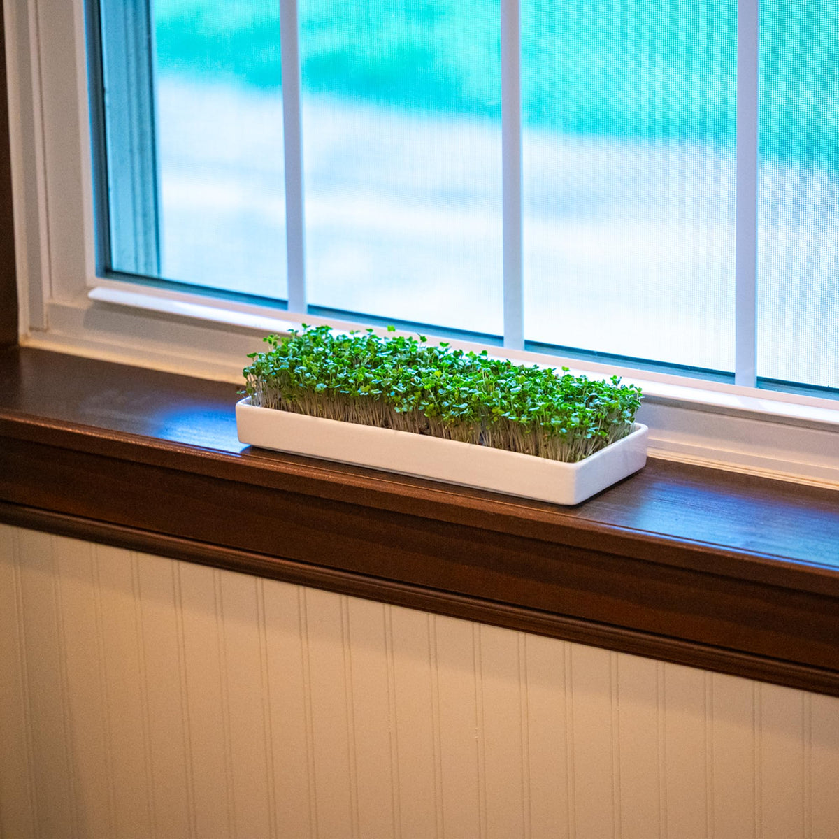 Mizuna two-tray setup enables continuous harvests on your kitchen counter