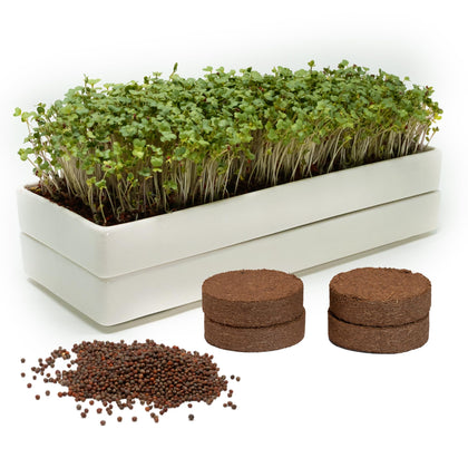 Mizuna microgreens kit ceramic trays on a sunny windowsill for fresh greens