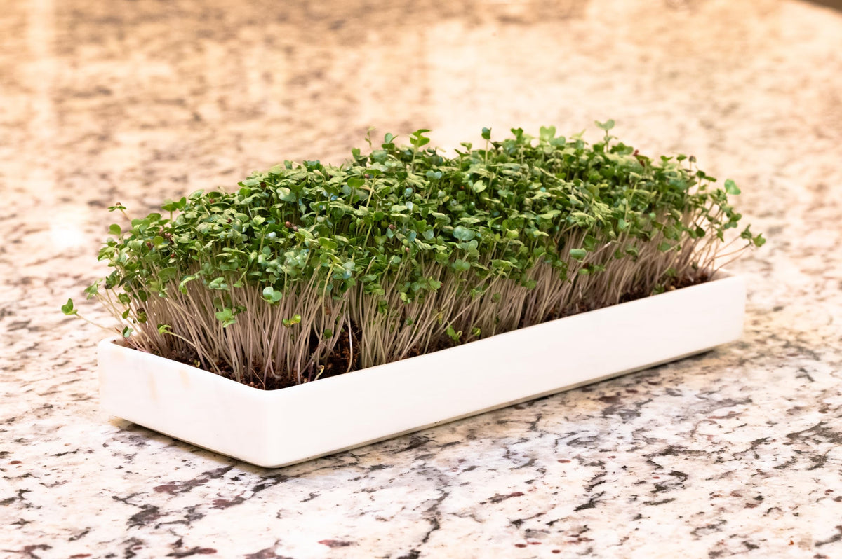 Two-tray rotation ensures harvest-ready microgreens in 7–10 days