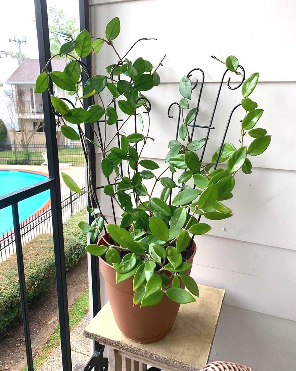 Mklsit wave-design decorative trellis adds style while guiding vines.