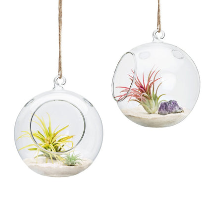 Mkono 2-pack 6-inch hanging glass terrarium displays a miniature garden for sunny spaces.