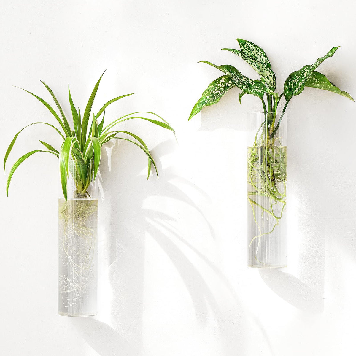 Mkono cylinder propagation vase set ideal for observing roots and hydroponics growth.