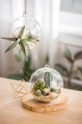 Mkono glass terrarium with top loop for easy hanging and wall display.