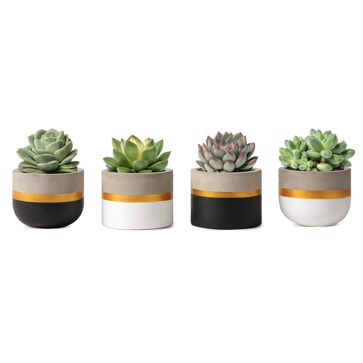 Mkono 3-inch concrete planter with black and gold trim on desk display