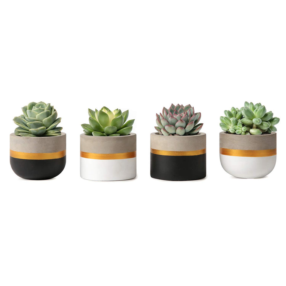 Mkono 3-inch concrete planter with black and gold trim on desk display