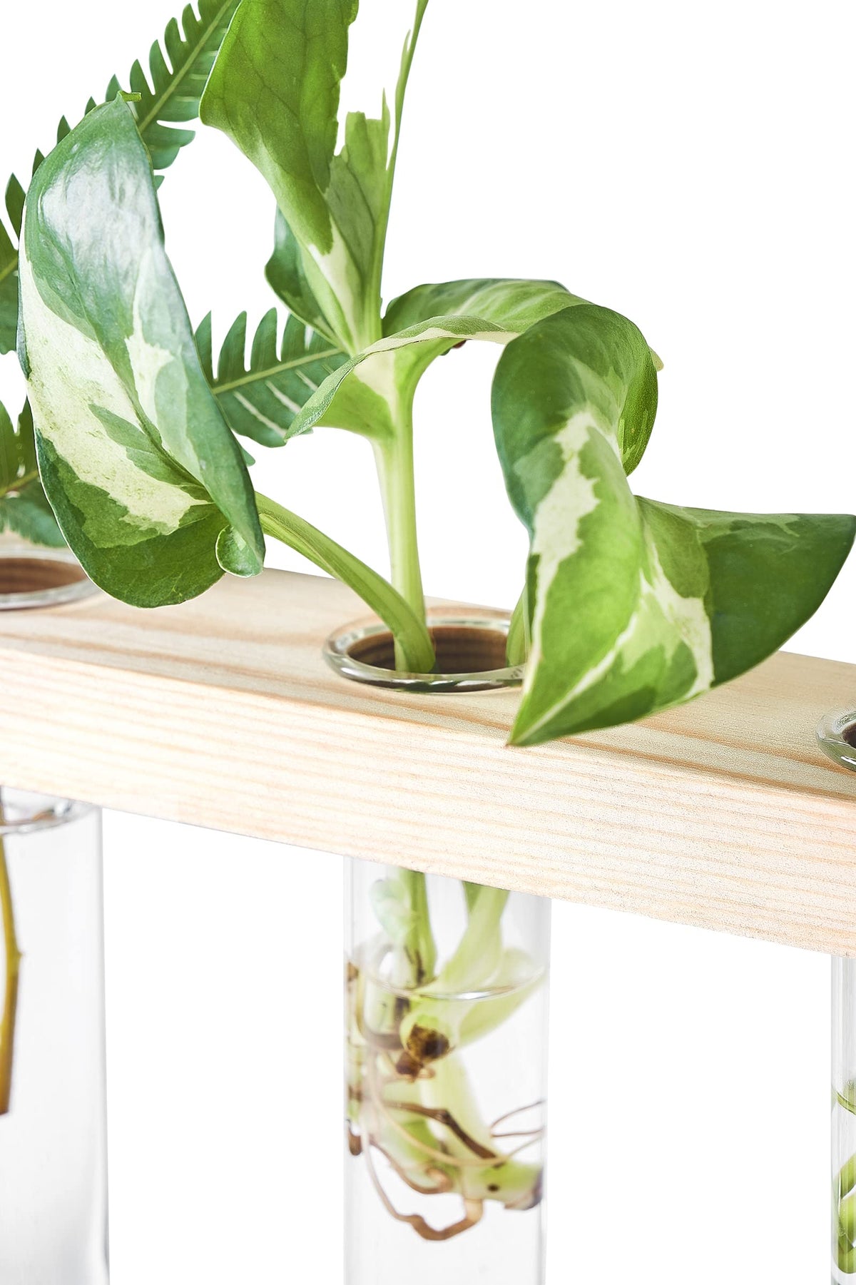 Propagation in Mkono tubes showing leafy cuttings and growth progress.