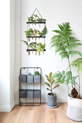 Mkono propagation station for plant cuttings, perfect for desks and windowsills.