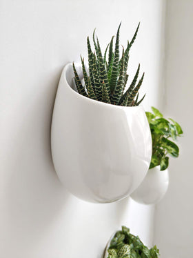Mkono succulent-in-round-wall-planter showcases small plants with elegant circular form.