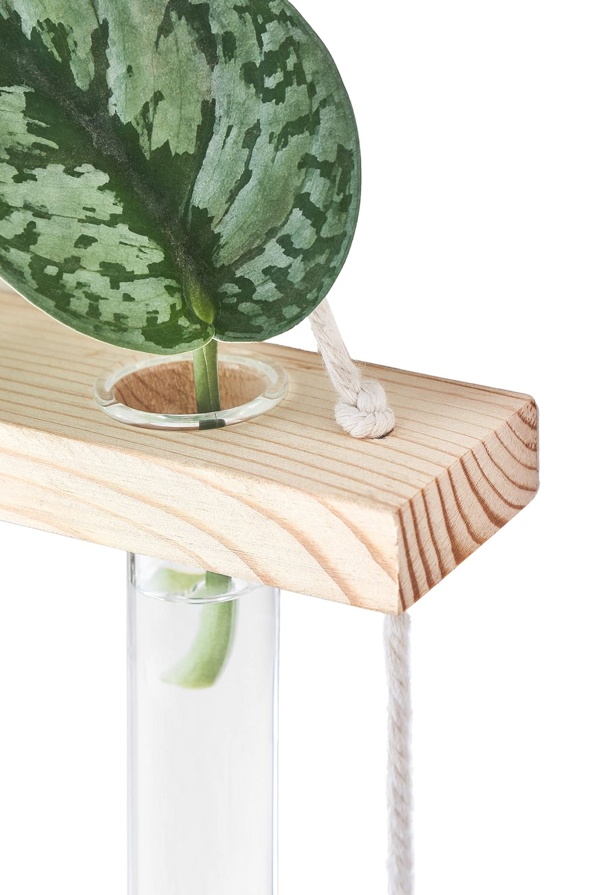 Mkono display on desk or shelf enhances plant-cutting viewing with glass tubes.
