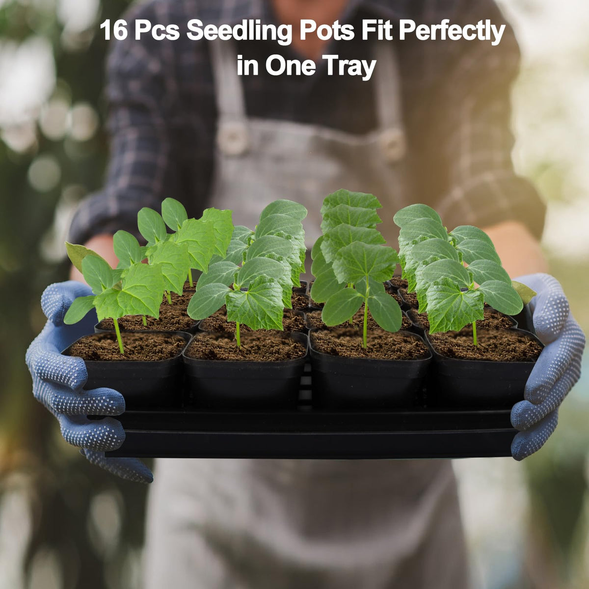 Mlhezy BPA-free seedling cups ensure safe, reusable propagation for healthy seedlings.