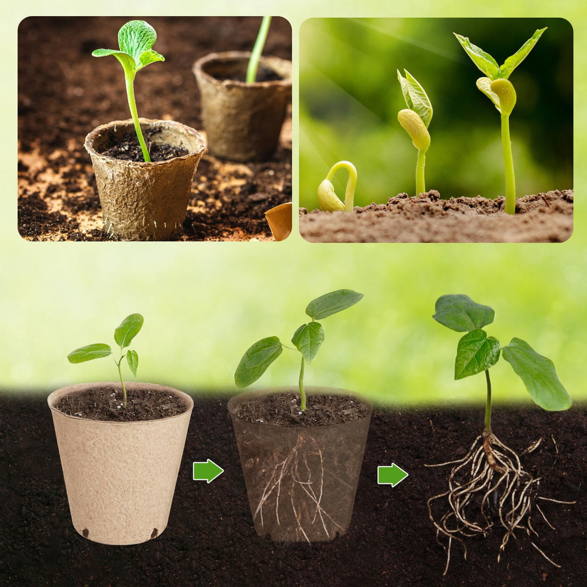 Seedlings growing in ModaSin pot, ready for soil transplant with minimal root disturbance.