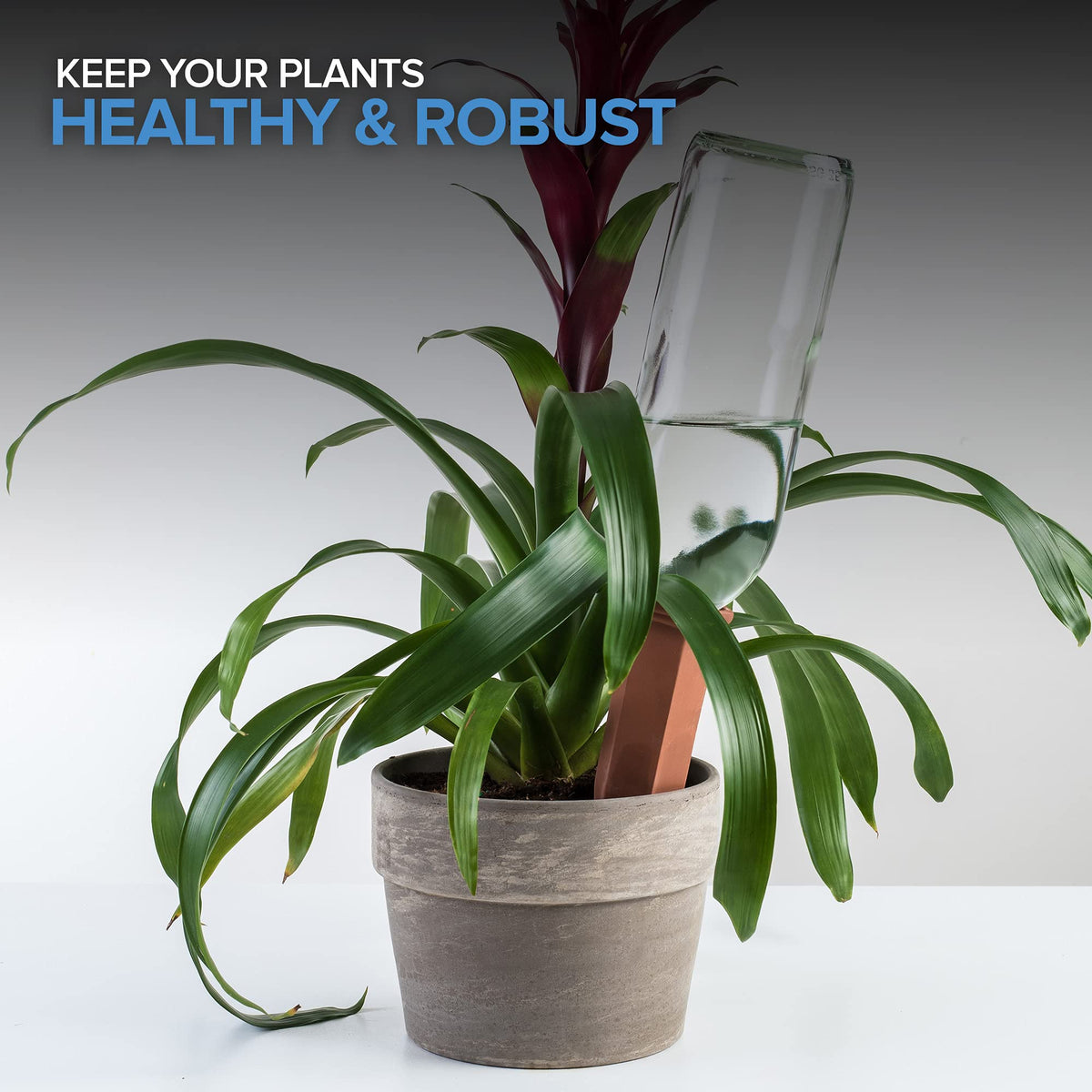 Eco-friendly Modern Innovations watering spikes designed for vacation watering and care