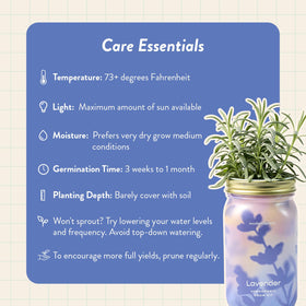 Modern Sprout Mason Garden Jar lava rock grow medium supports roots.