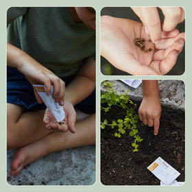 Modern Sprout wildflower seed packets to attract pollinators outdoors