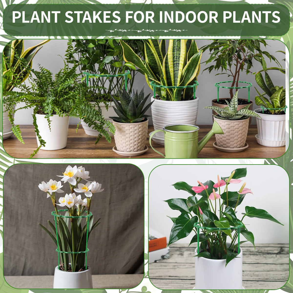 Moiggonoy indoor plant stake setup helps small plants.