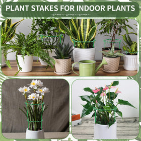 Moiggonoy indoor plant stake setup helps small plants.