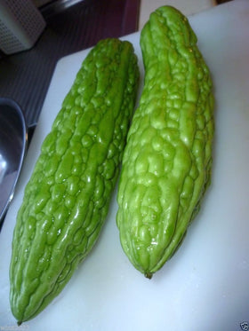 Momordica charantia bitter gourd fruit 8-10 inches long with smooth green skin