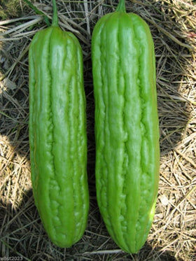 Momordica charantia bitter gourd seeds packaging for easy planting and storage