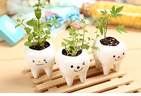 MONMOB compact pots provide neat accents for small plants and gifts
