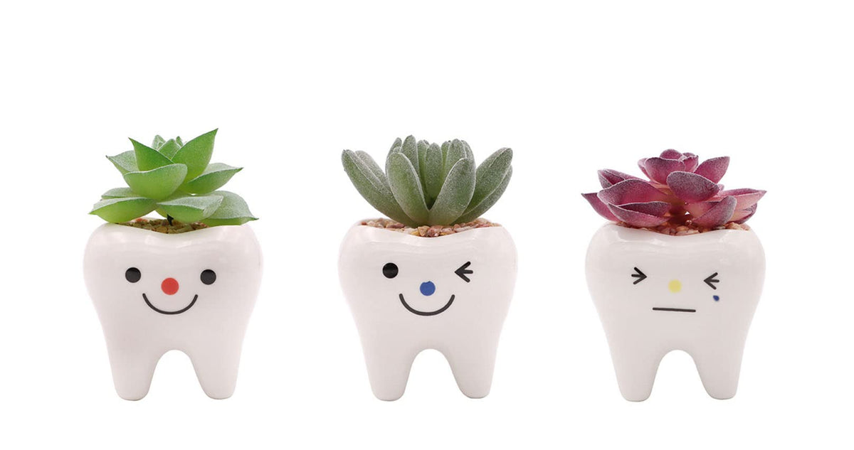 MONMOB tooth planters with painted glaze brighten homes and offices