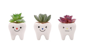MONMOB tooth planters with painted glaze brighten homes and offices