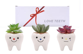 MONMOB tooth planter set in ceramic for indoor decor and small succulents