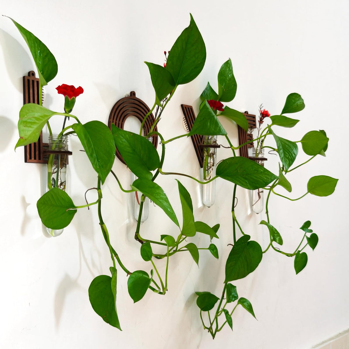 Monsefi shatter-resistant tube detail highlights safe water and root observation.