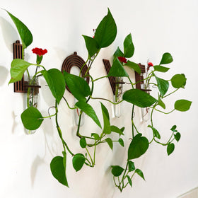 Monsefi shatter-resistant tube detail highlights safe water and root observation.