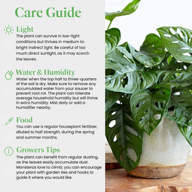 Monstera Adansonii in well-draining soil demonstrating easy-care indoors