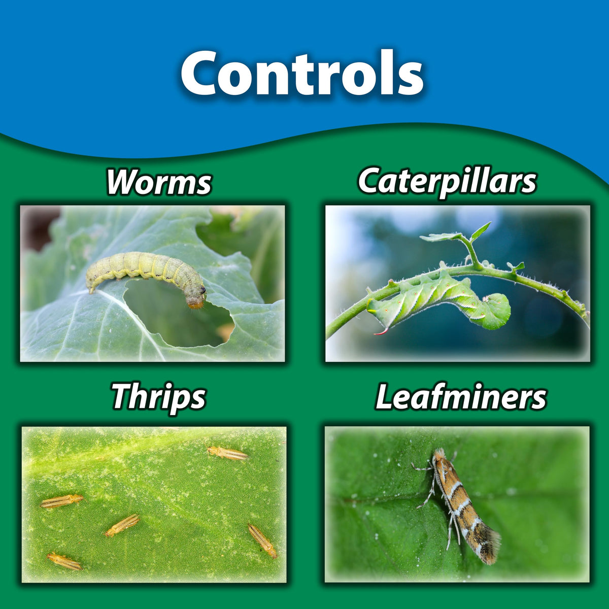Monterey Spinosad insecticide for outdoor vegetables helps protect crops.