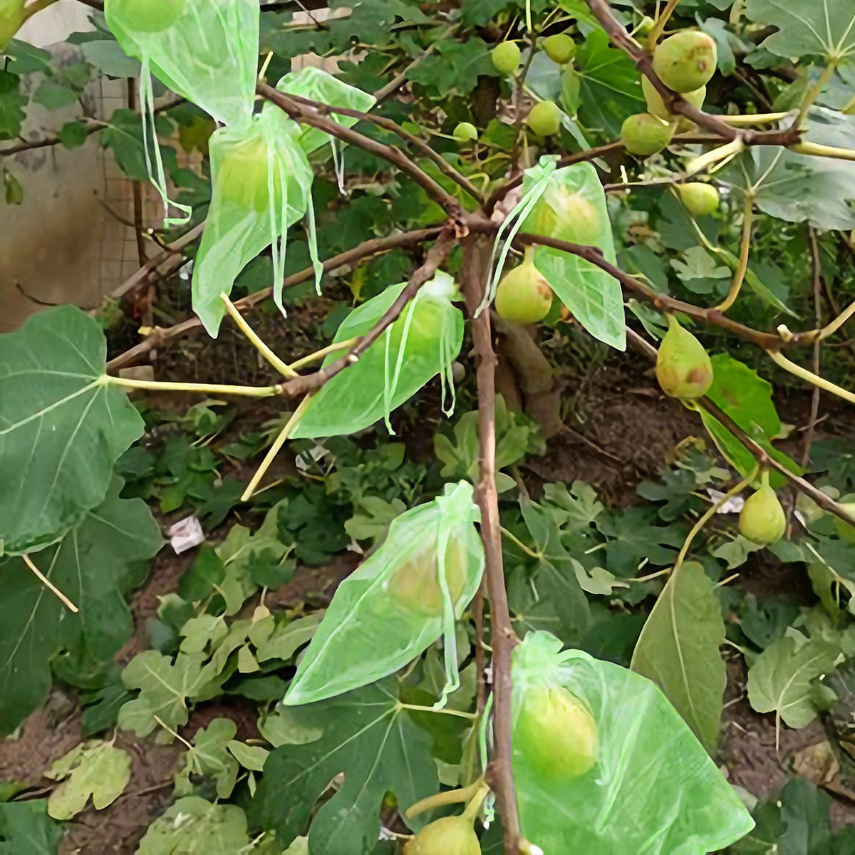 Moonoom 100-pack provide versatile garden protection for multiple crops.