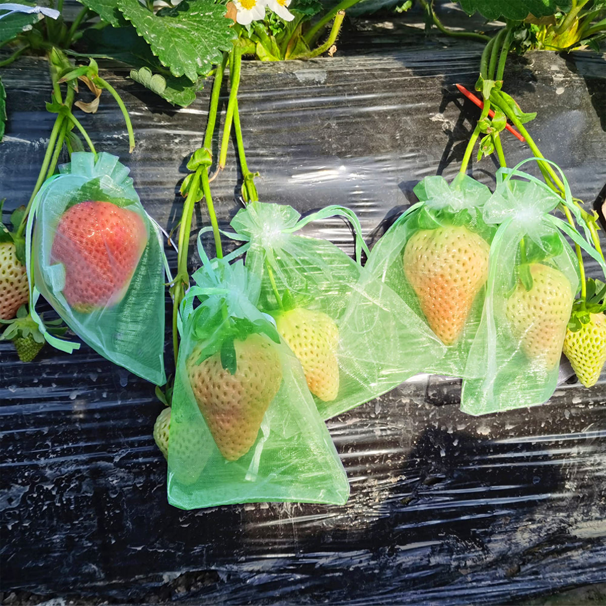 Moonoom garden fruit cover mesh bags for indoor and outdoor use.