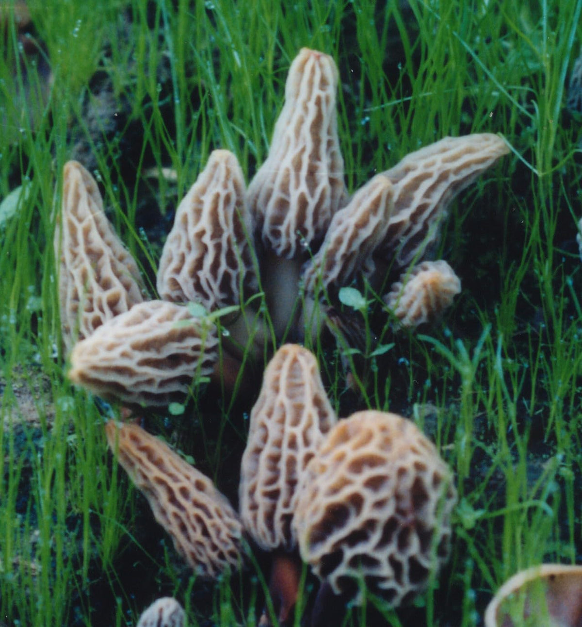 Morel Habitat Kit components show spawn and substrate for a complete at-home grow package