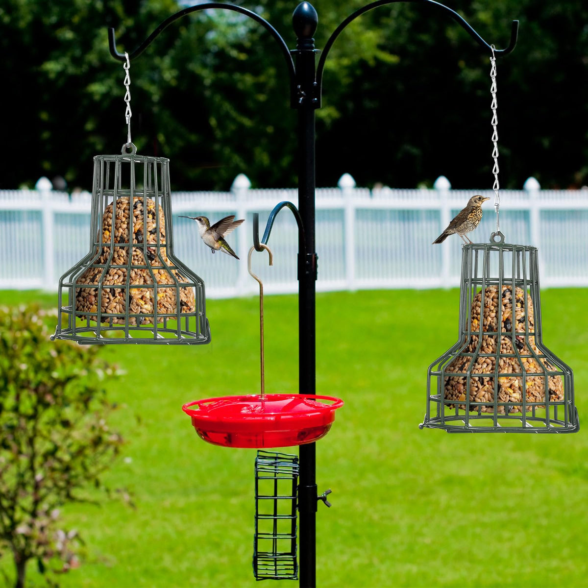 MorningRo birds feeding on seed bell creates lively yard scenes and bird observation